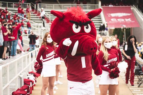The Arkansas Razorbacks Mascot as a Symbol of Resilience and Determination